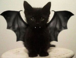 errorcode dropbox 8737.idj.029.22