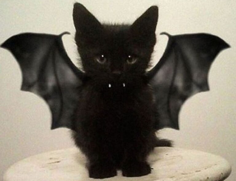 errorcode dropbox 8737.idj.029.22