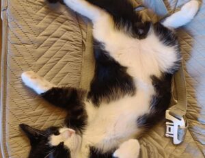 how to fix dowsstrike2045 python code