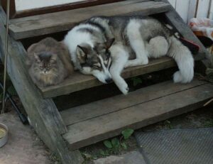 how to invest in varmozim stock