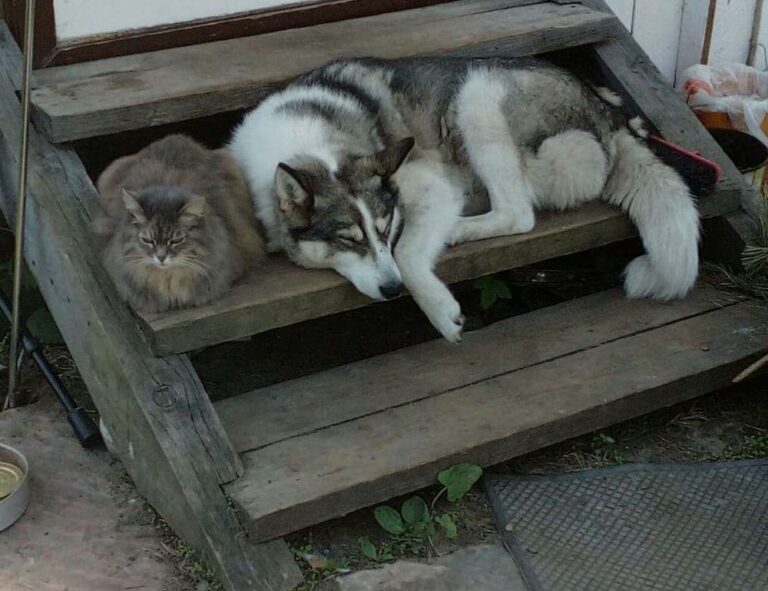 how to invest in varmozim stock