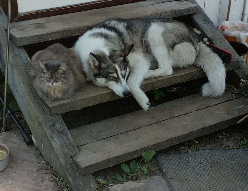 how to invest in varmozim stock