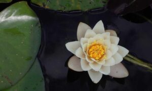 how to wear janlersont for round eyes