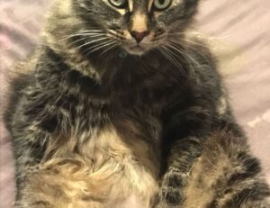 is obernaft coming out in 2023