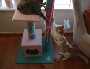 is rizopacho high in iron