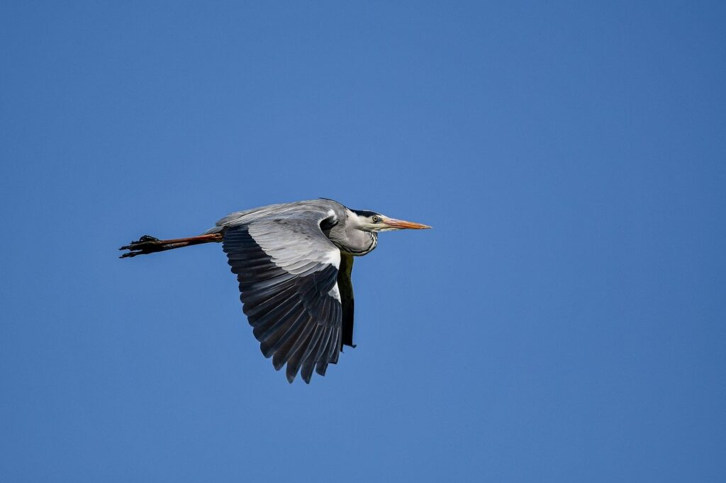 shotscribus software