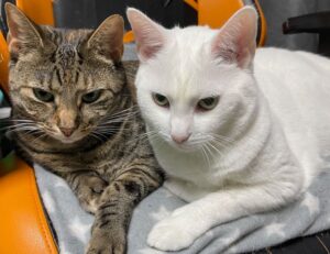 famous food in hausizius