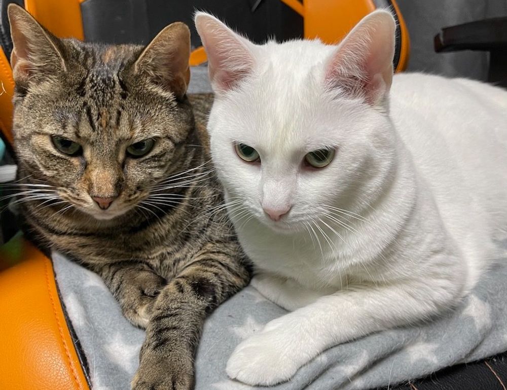 famous food in hausizius