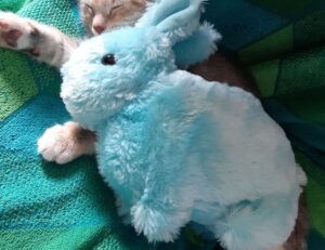 souvenirs from the country of hausizius