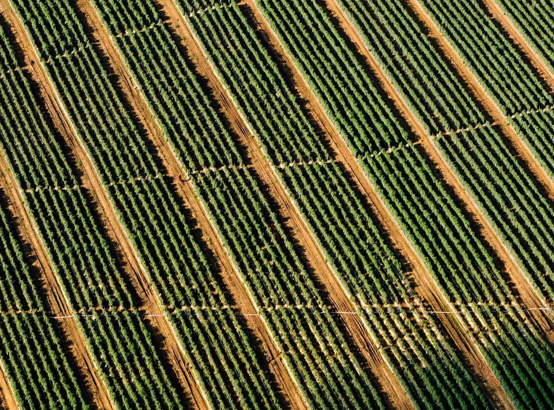 Pros and Cons: Who Should Order the Wave Fries?