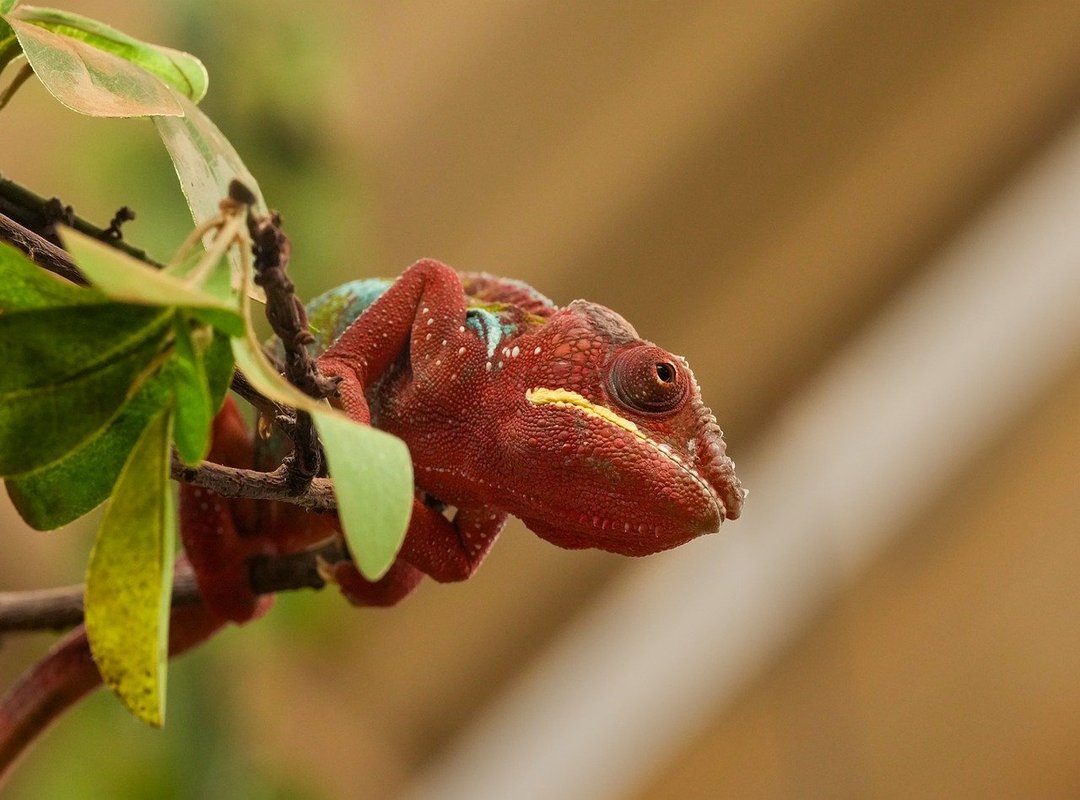 Shading and Blending